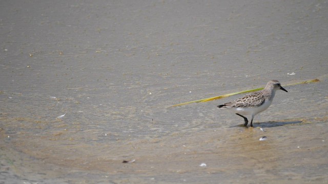 Semipalmated Sandpiper - ML606818811