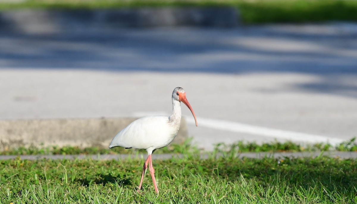 White Ibis - ML606819361