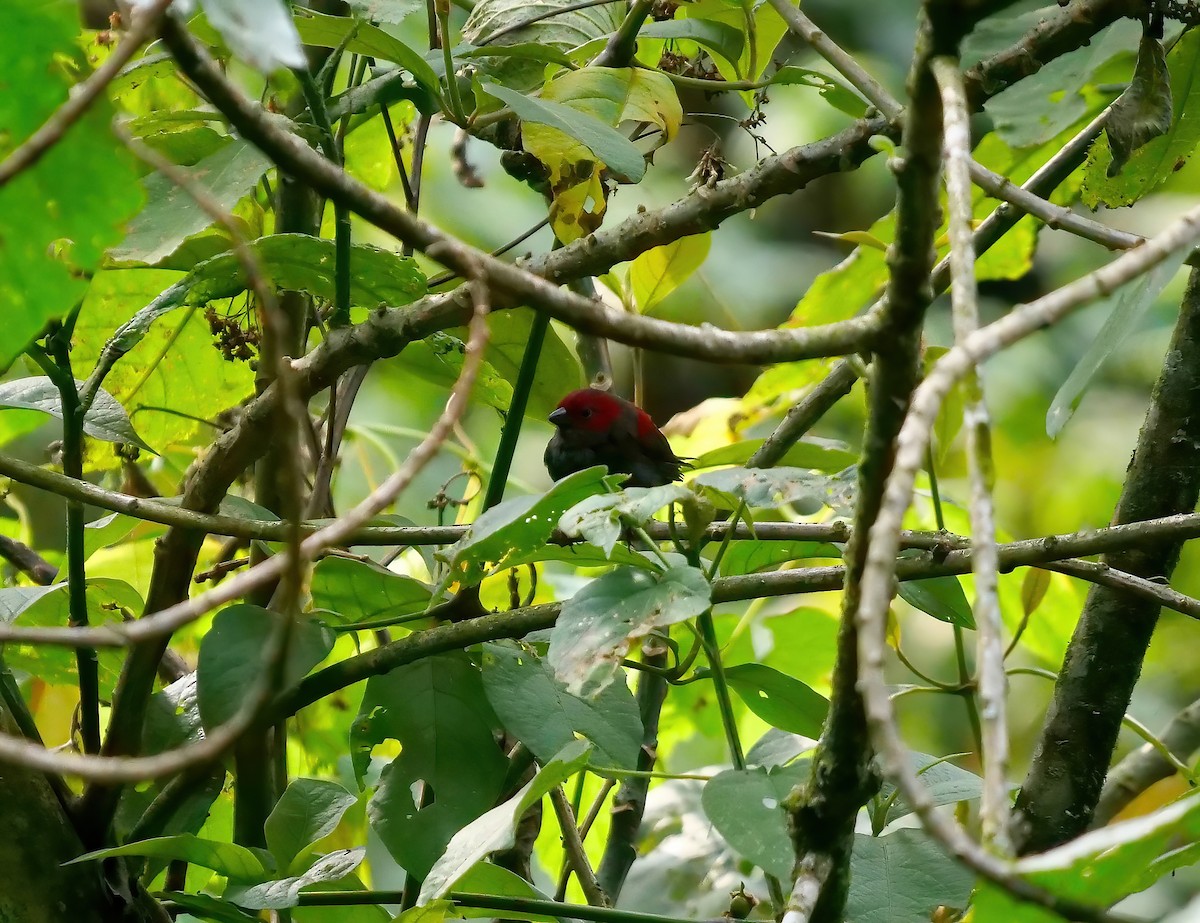 Dusky Crimsonwing - ML606819581