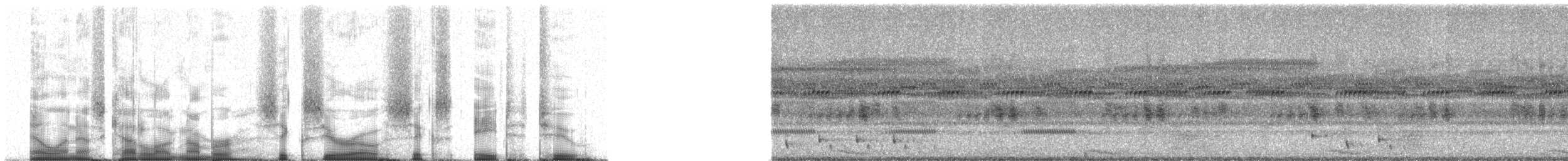 Chotacabras de Todd - ML60682