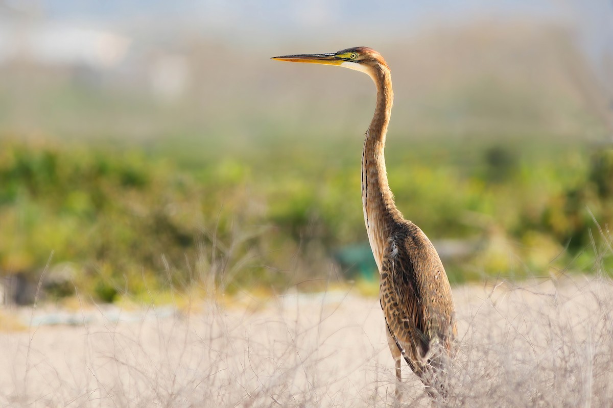 Purple Heron - ML606820051