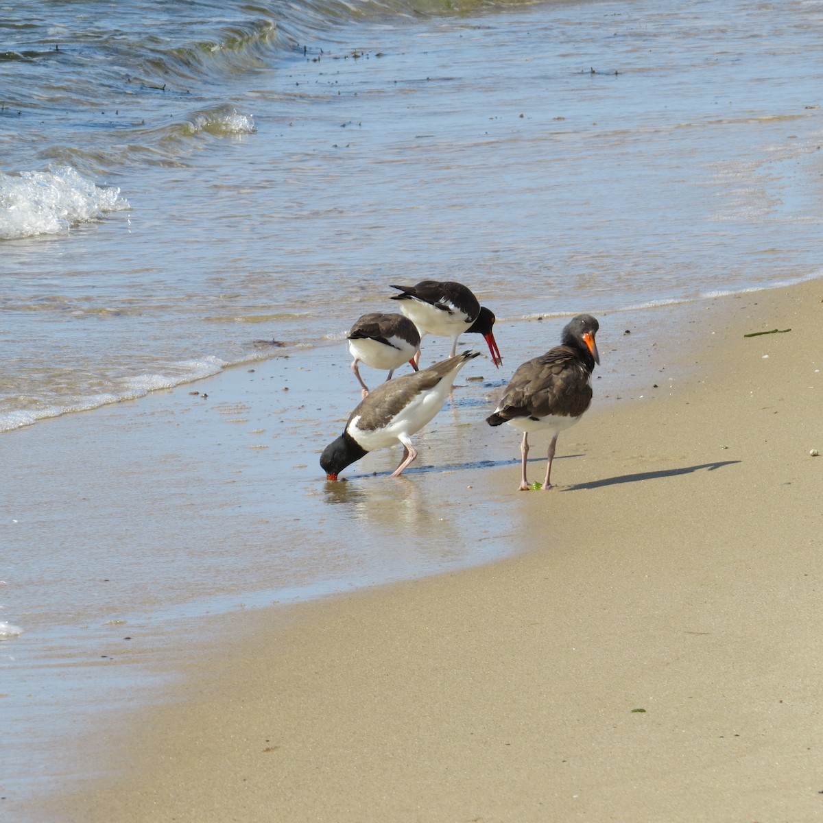 American Oystercatcher - ML606820351