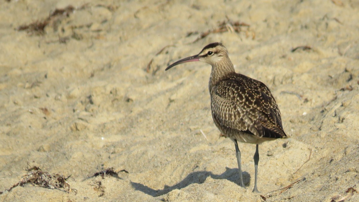 Regenbrachvogel - ML606821071