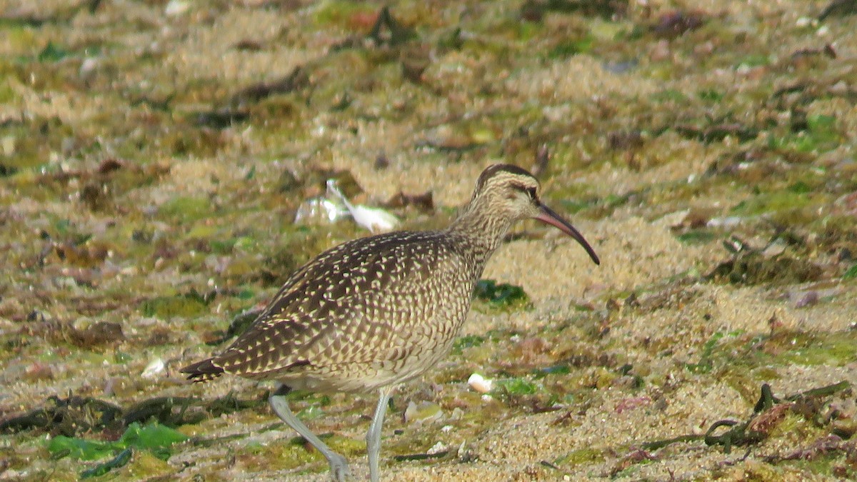 Regenbrachvogel - ML606821081