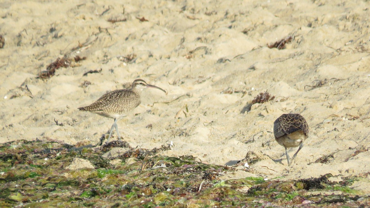 Whimbrel - Rick Robinson