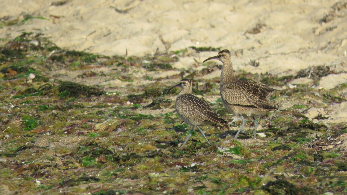 Regenbrachvogel - ML606821111