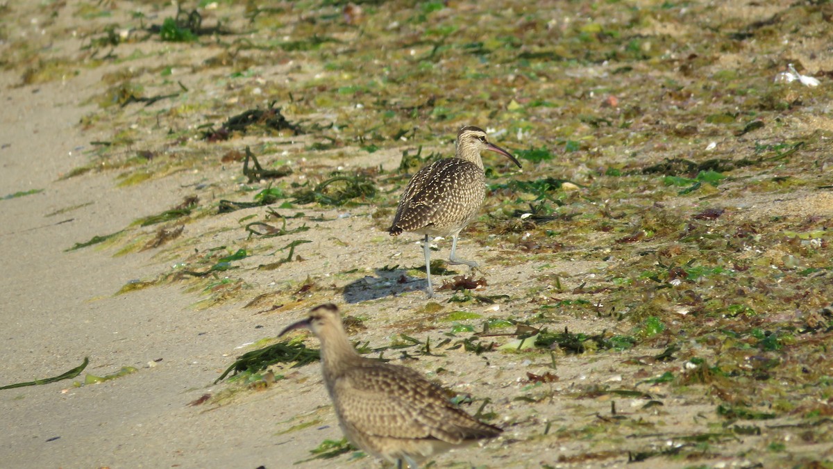 Regenbrachvogel - ML606821121