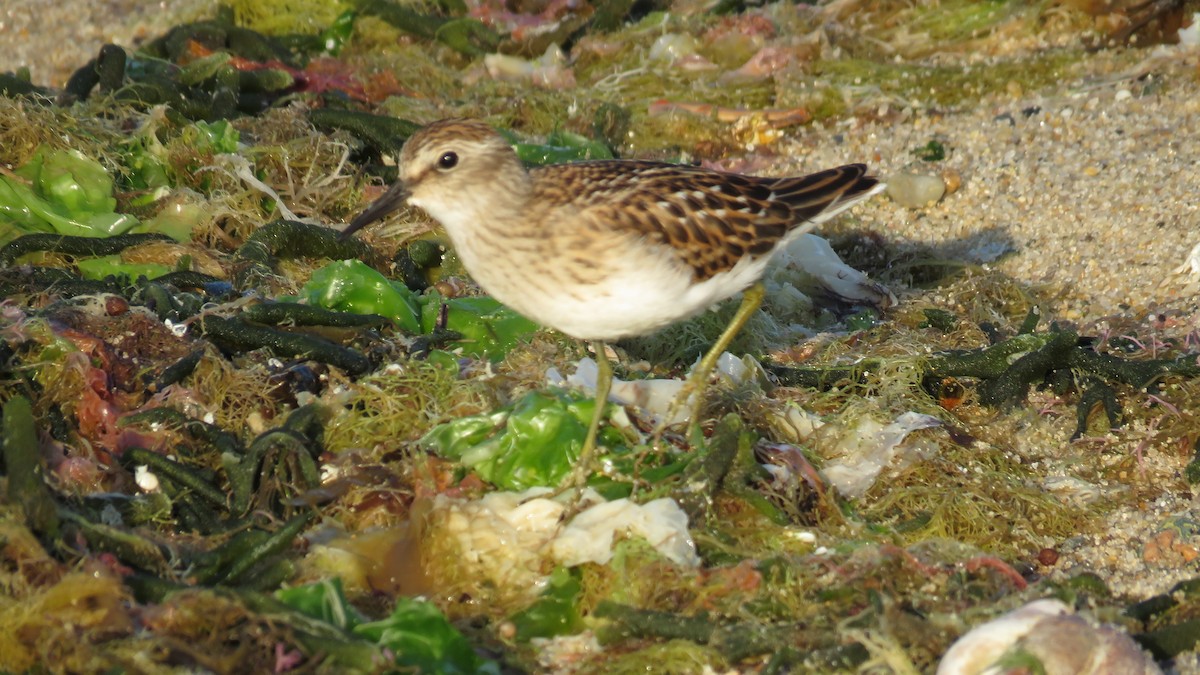 Least Sandpiper - ML606821381