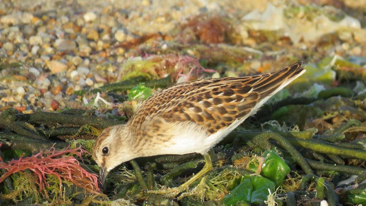 Least Sandpiper - ML606821401