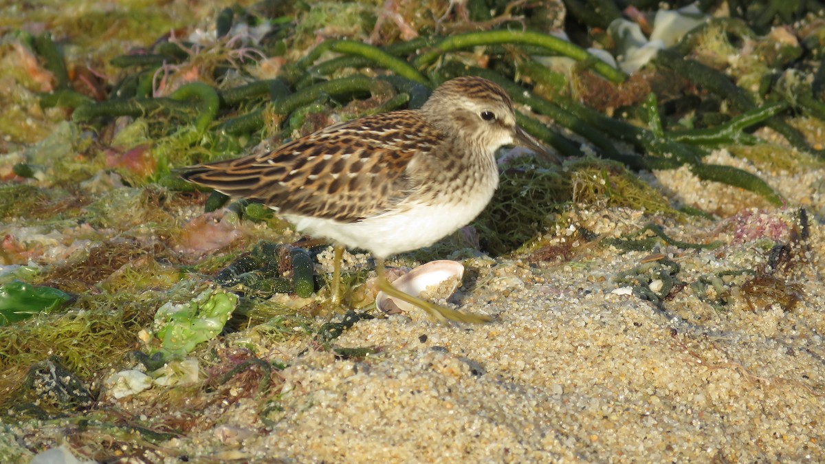 Least Sandpiper - ML606821411