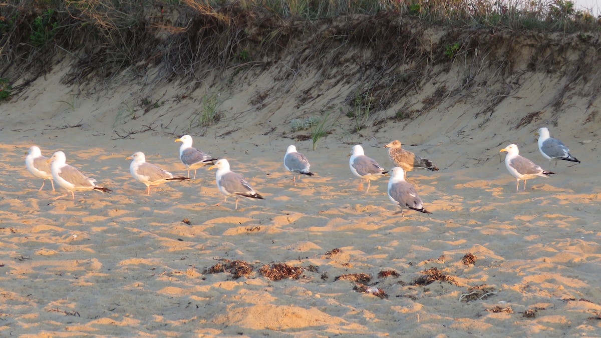 Herring Gull - ML606821571