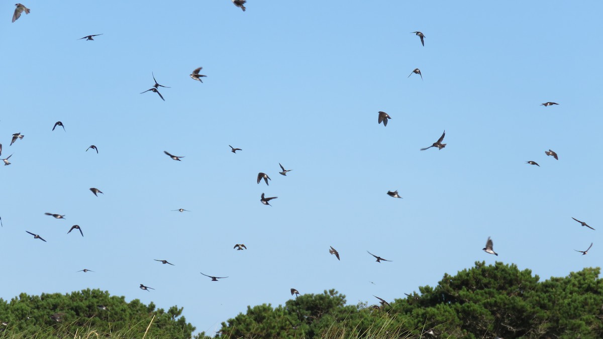 Tree Swallow - ML606821831