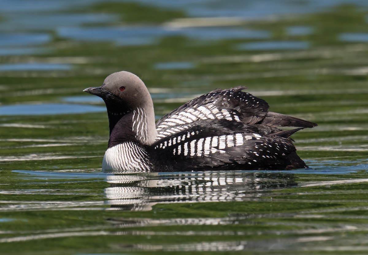 Pacific Loon - ML60682301