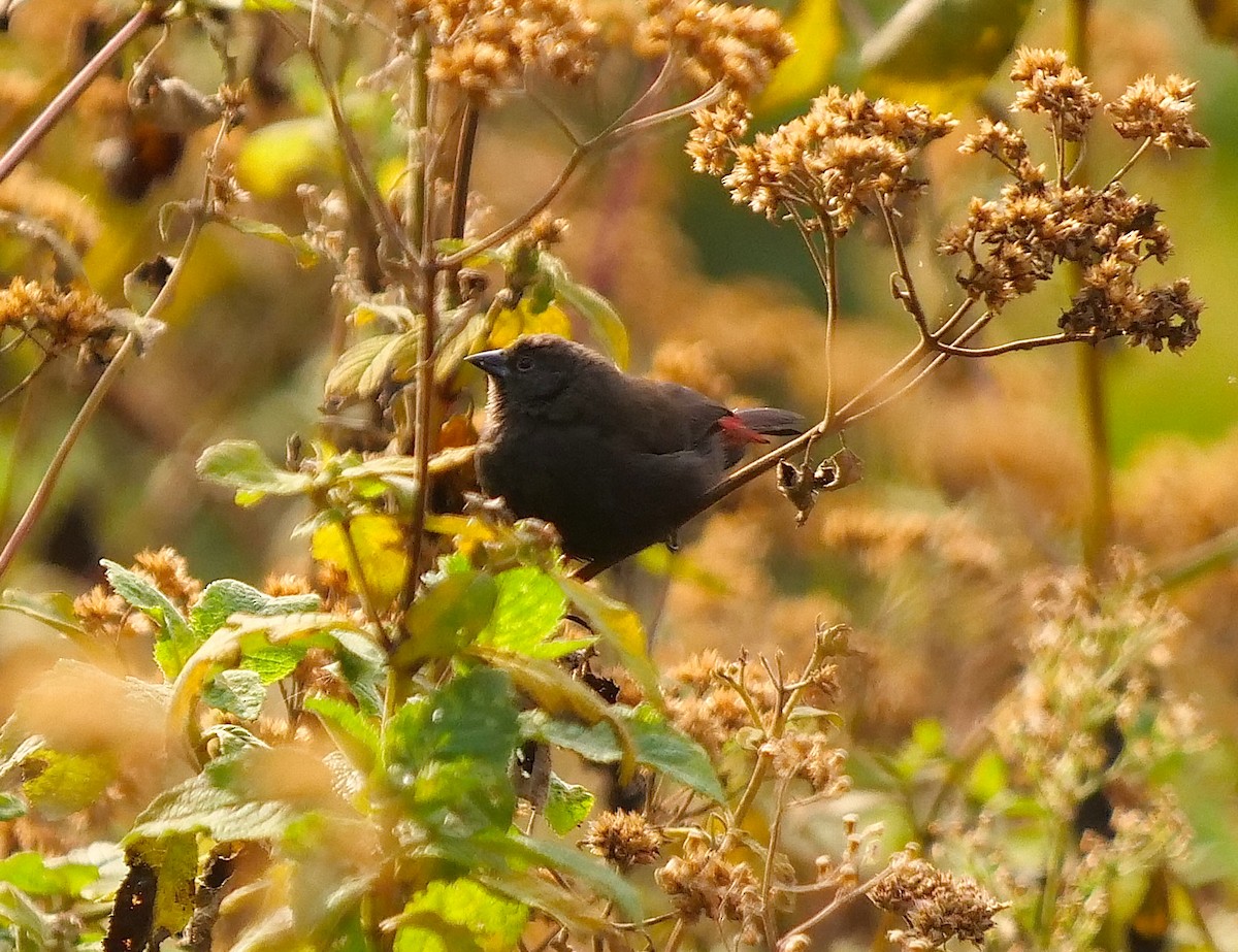 Dusky Twinspot - Tim Boucher