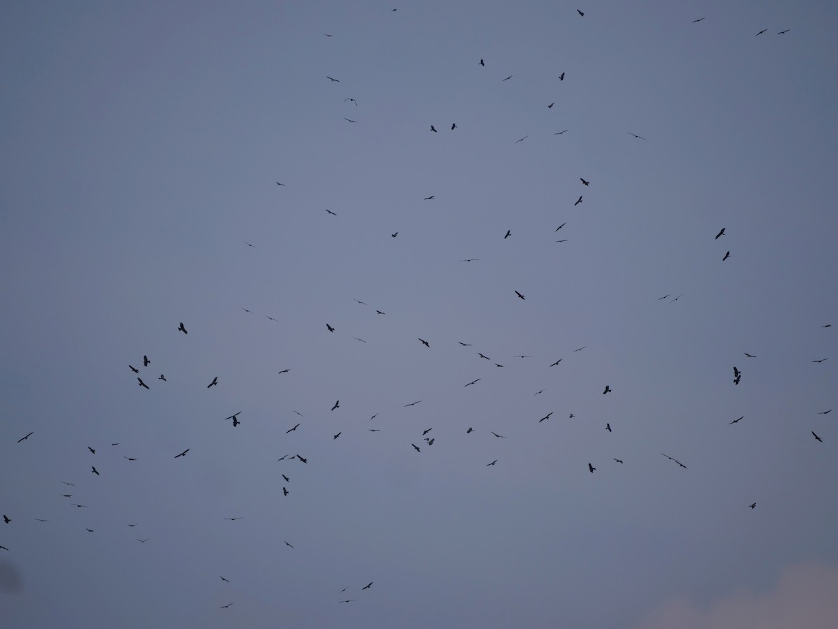 Black Kite - Tim Boucher