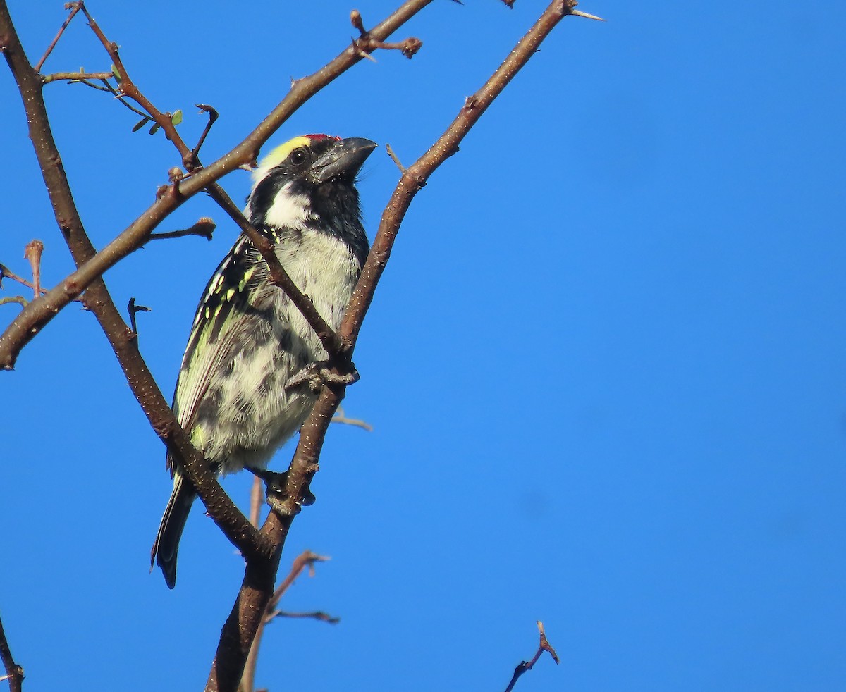 Pied Barbet - ML606824661