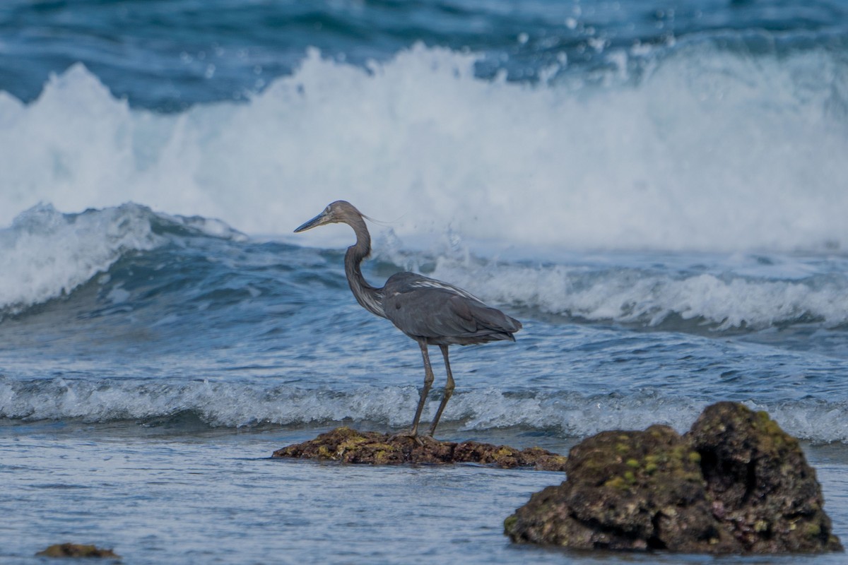 Great-billed Heron - Jafet Potenzo Lopes