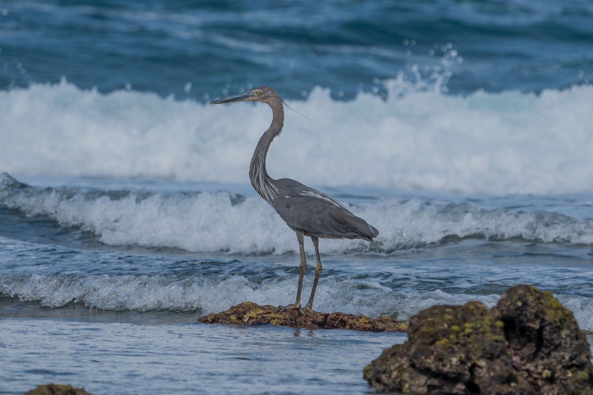 Great-billed Heron - ML606825291