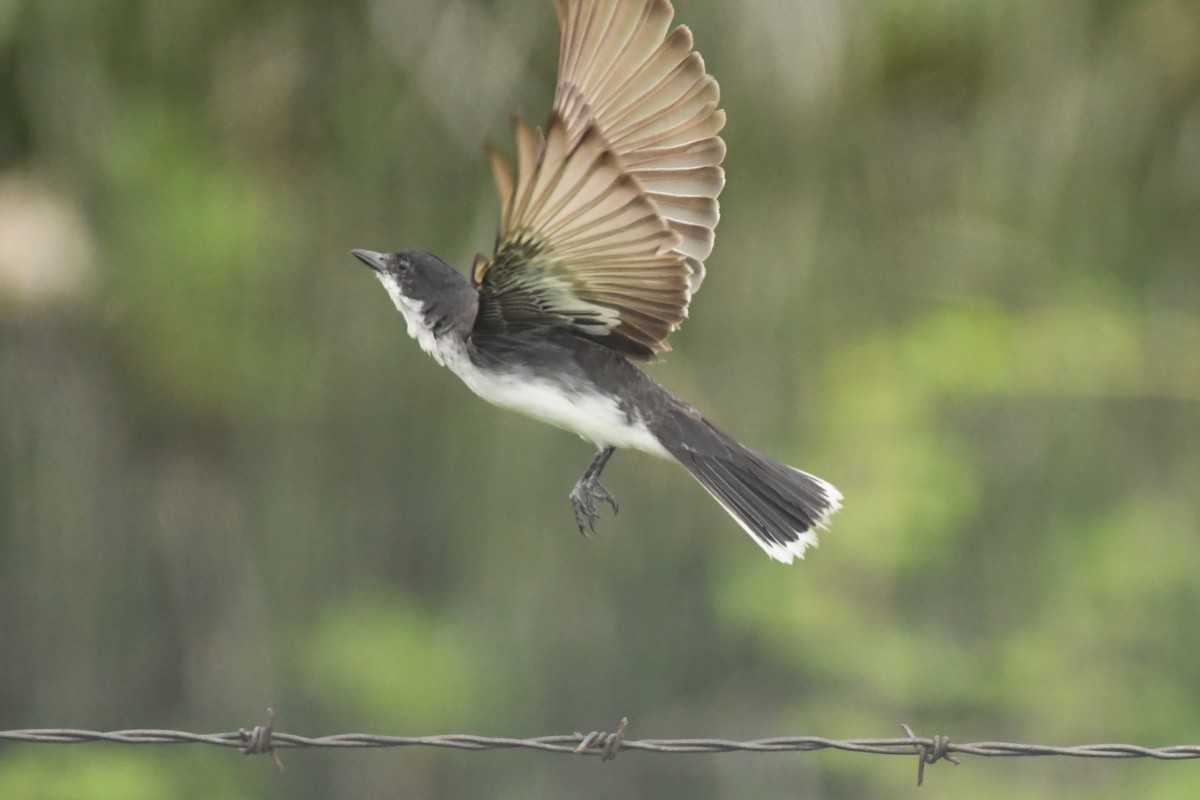 Eastern Kingbird - ML606826081