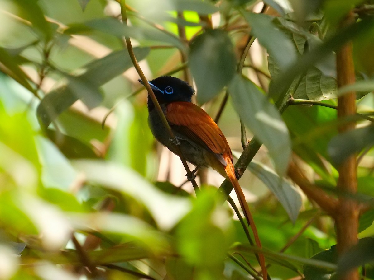 African Paradise-Flycatcher - ML606826581