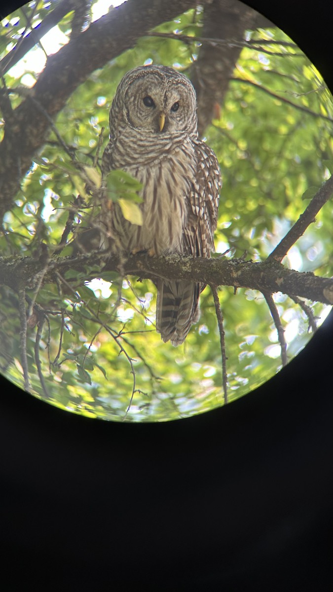 Barred Owl - ML606826721