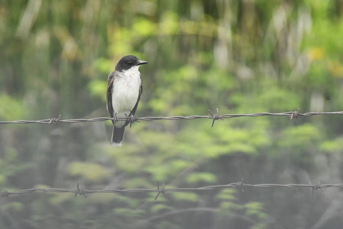 Eastern Kingbird - Mike Zebehazy