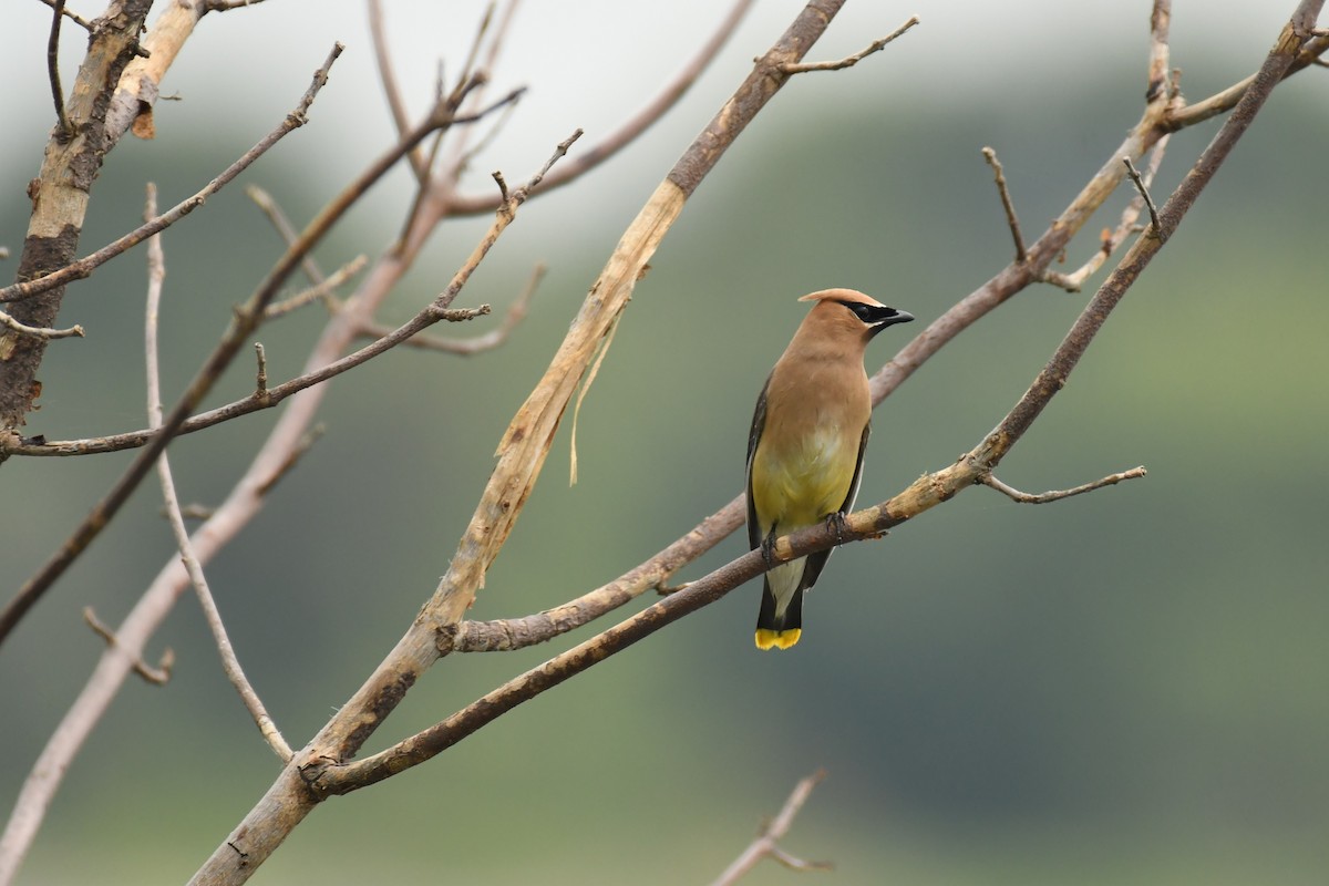 Cedar Waxwing - Mike Zebehazy