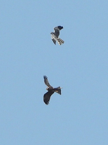 Western Marsh Harrier - ML606827731