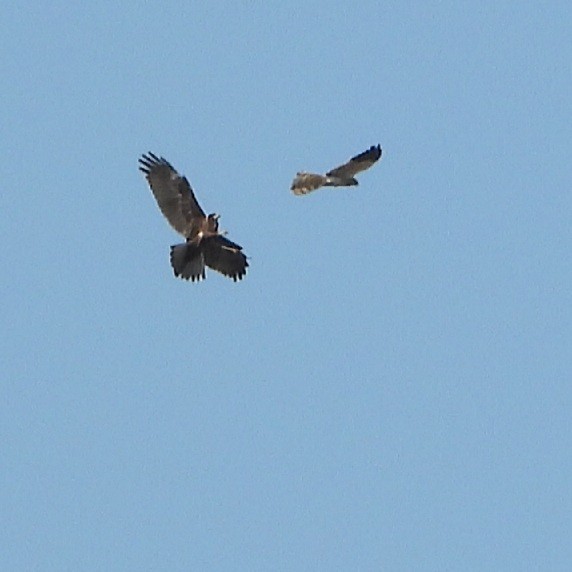Western Marsh Harrier - ML606827751