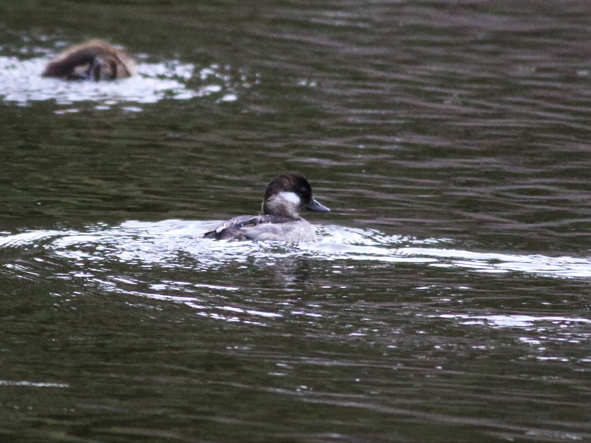 Bufflehead - ML60682821