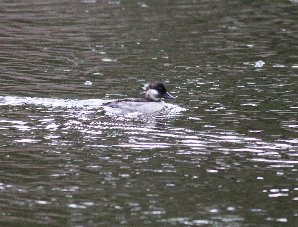 Bufflehead - ML60682841