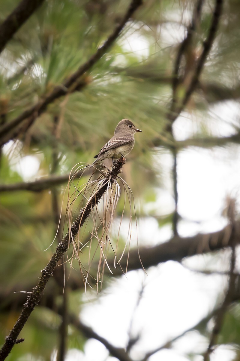 Western Wood-Pewee - Deb Ford