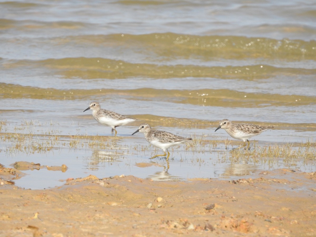 Least Sandpiper - ML606829711