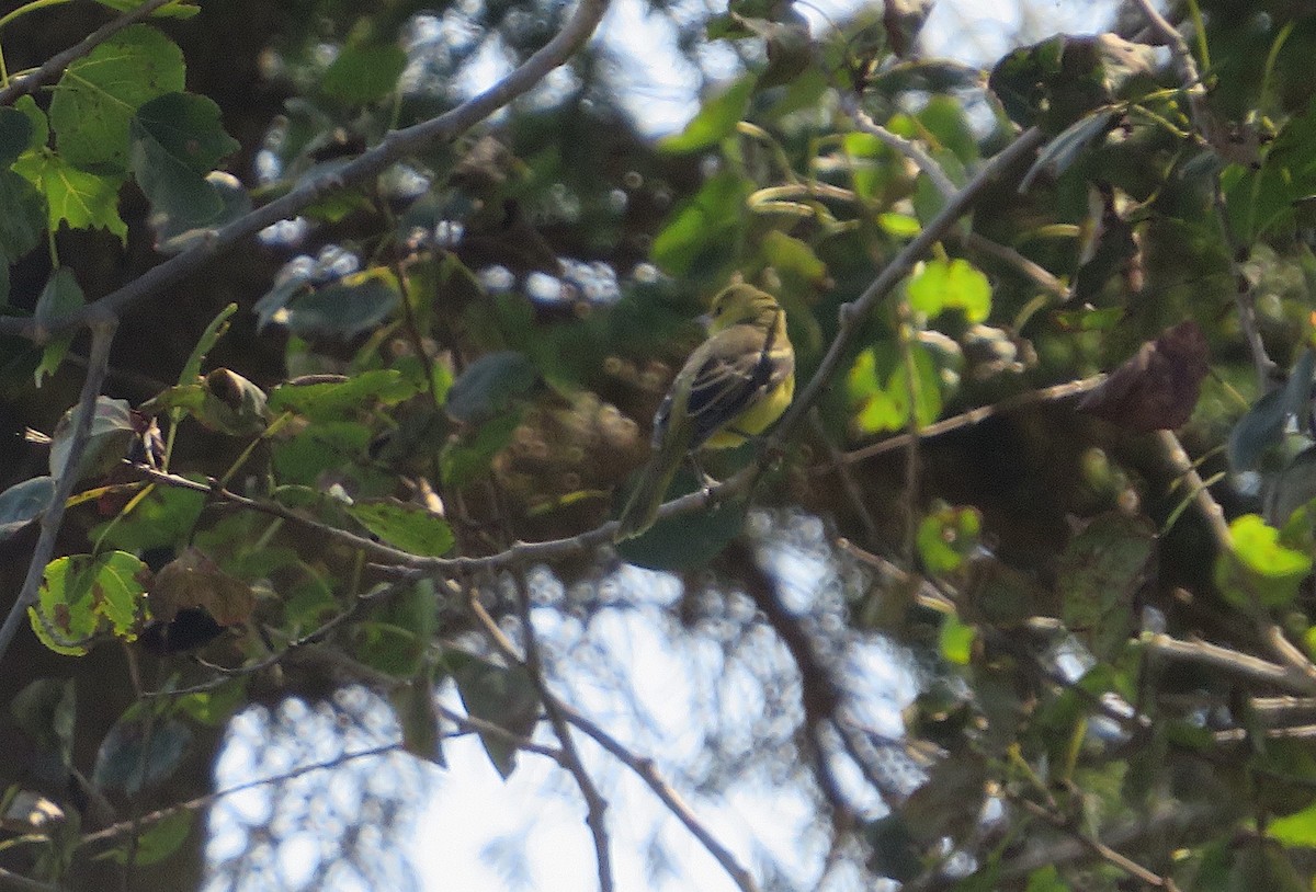 Orchard Oriole - ML606830171