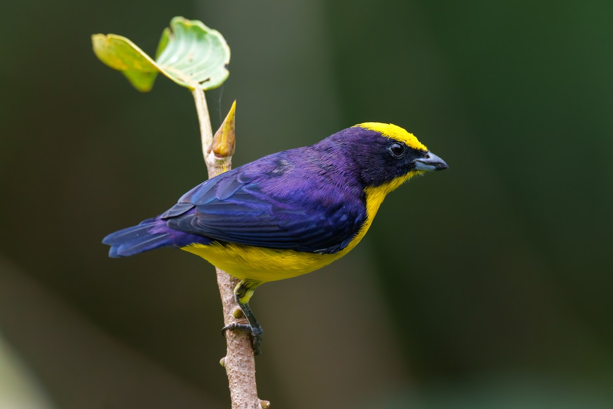 Thick-billed Euphonia - ML606830291