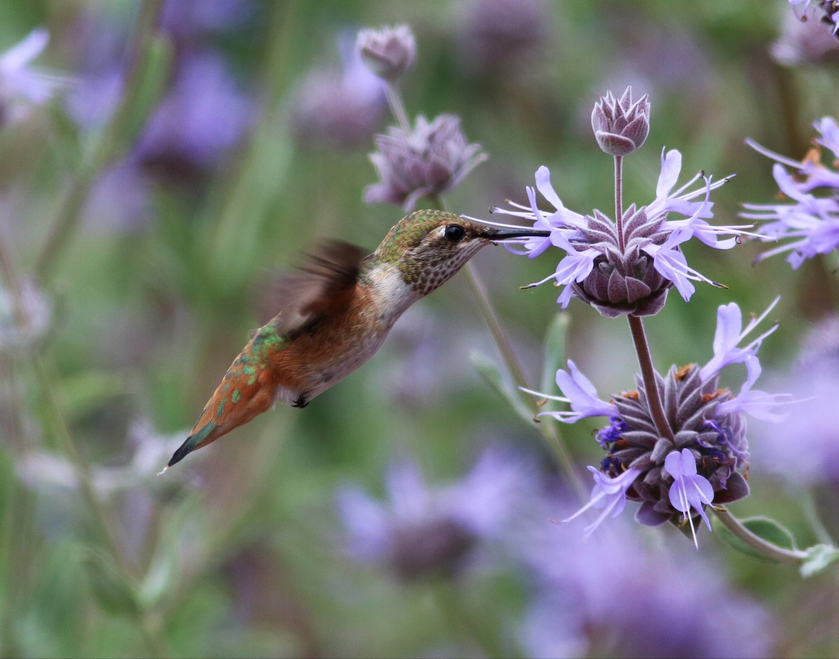 Allen's Hummingbird - ML60683031