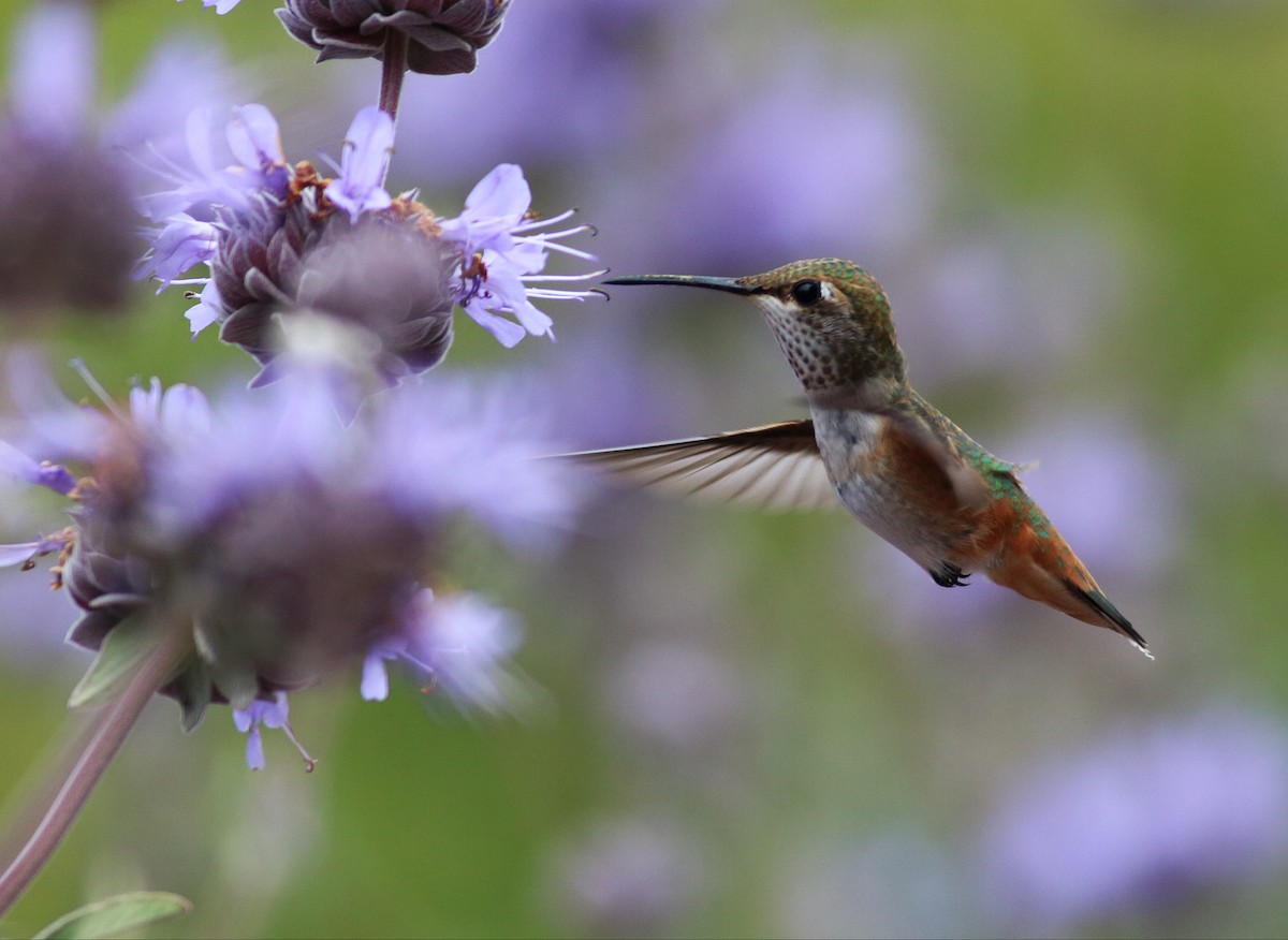 chaparralkolibri - ML60683041