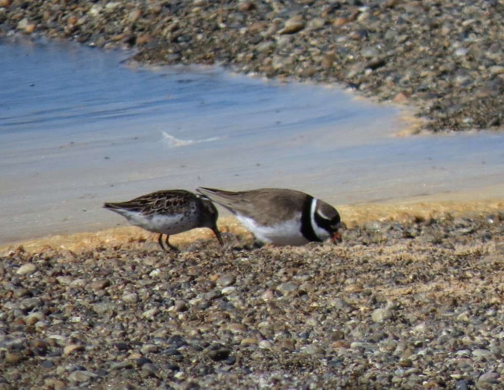 Common Ringed Plover - ML606830731