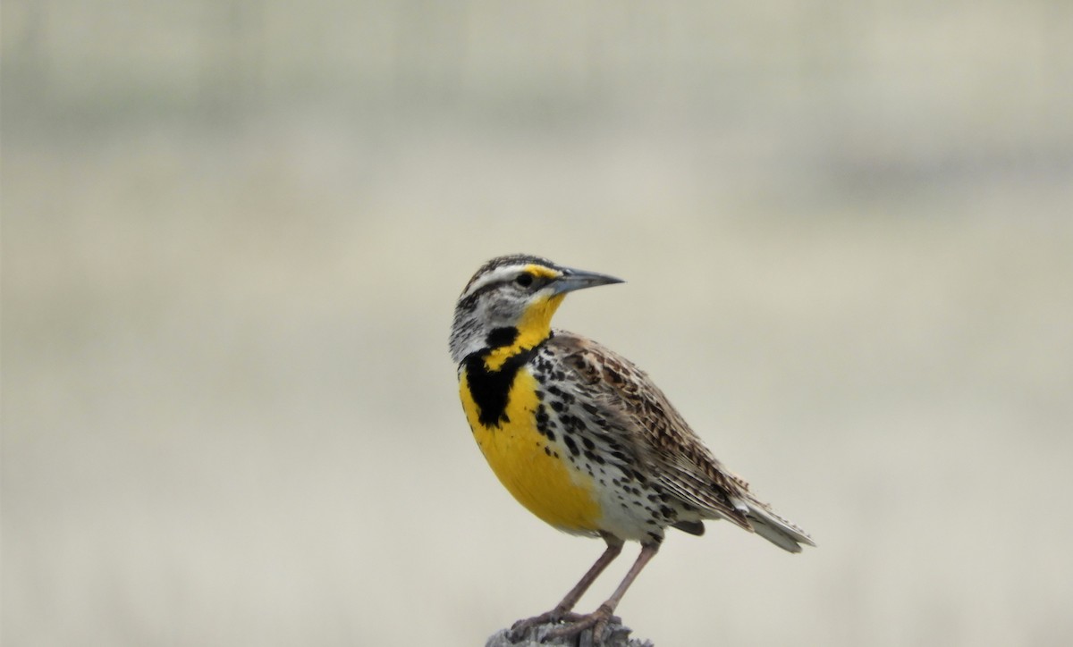 Western Meadowlark - ML606831781