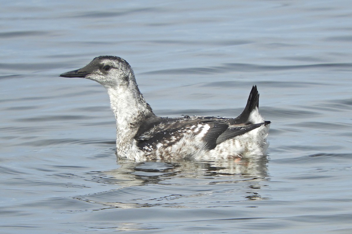 Black Guillemot - ML606832521