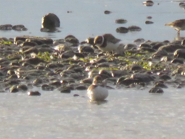 Semipalmated Plover - ML606832581