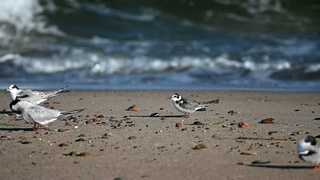 Black Tern - ML606832881