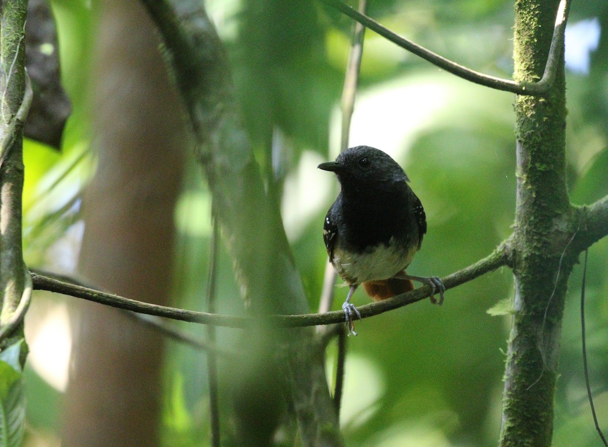 Chestnut-tailed Antbird (hemimelaena) - Richard Greenhalgh