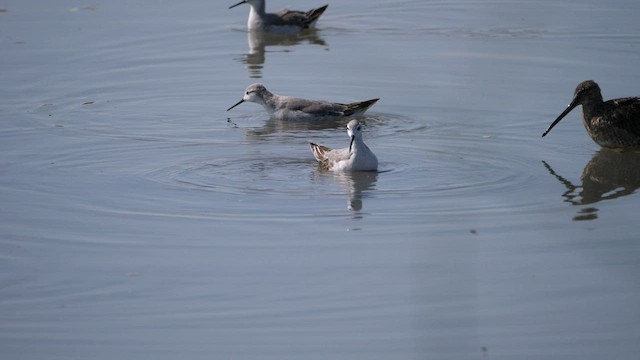 Wilson's Phalarope - ML606833331