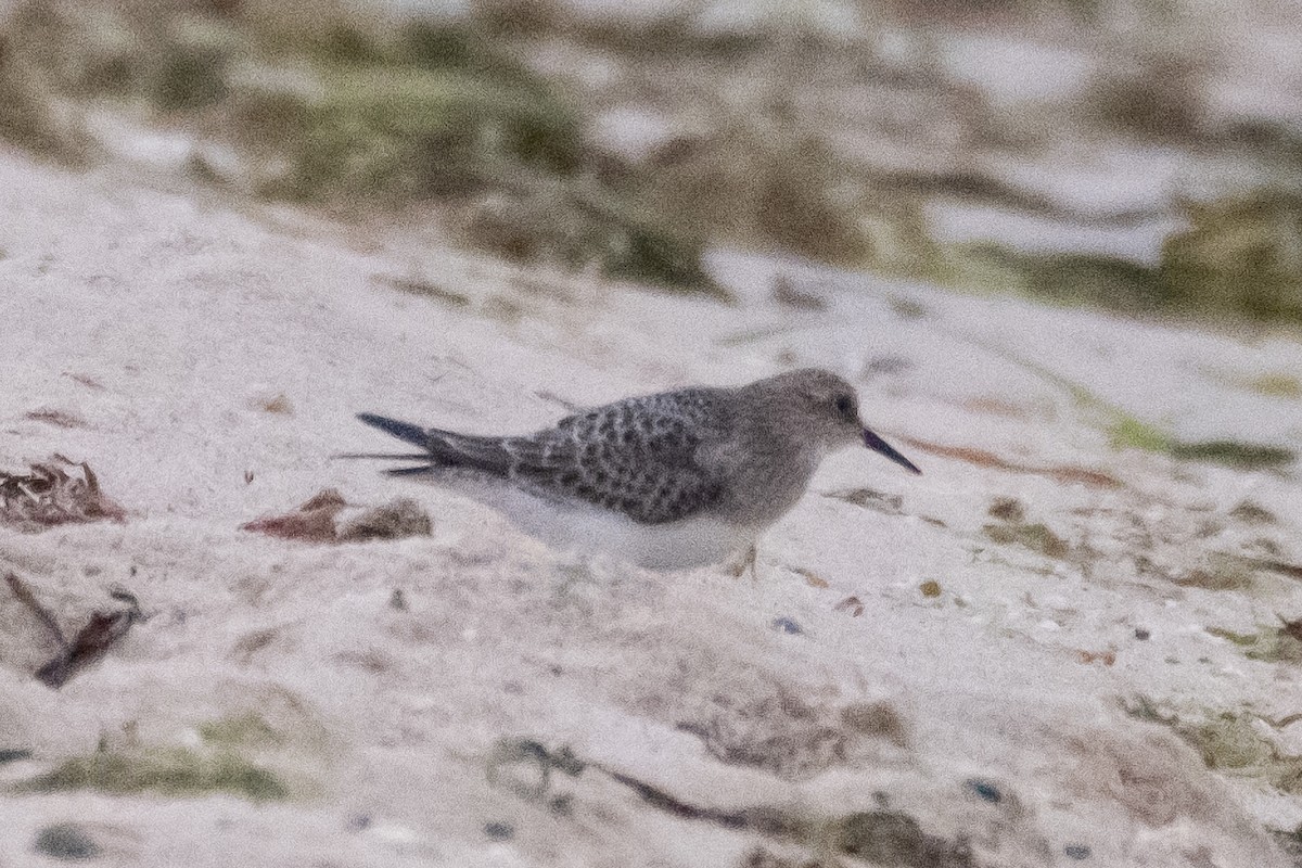 Baird's Sandpiper - ML606834311