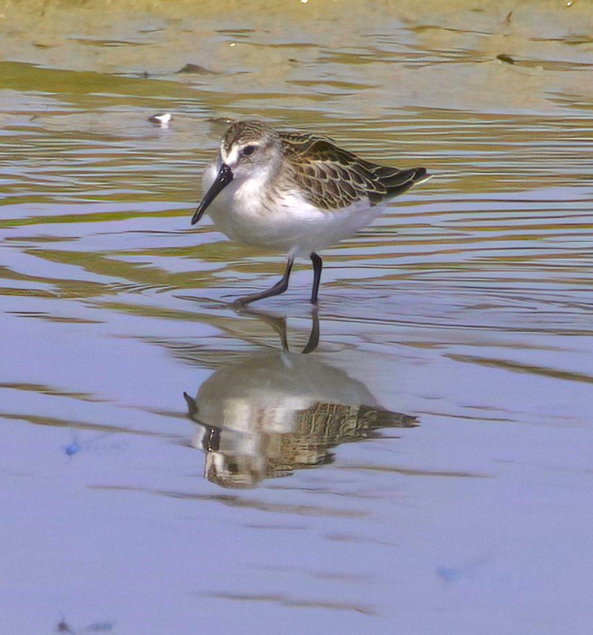 Western Sandpiper - ML606835041