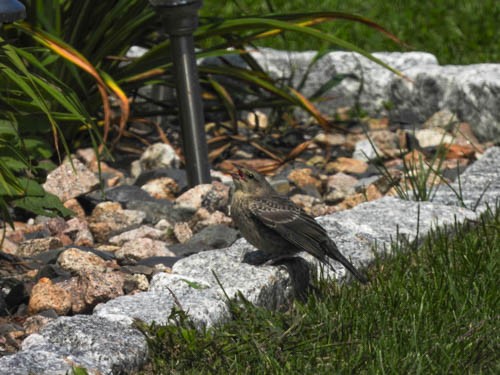 Brown-headed Cowbird - ML606835441