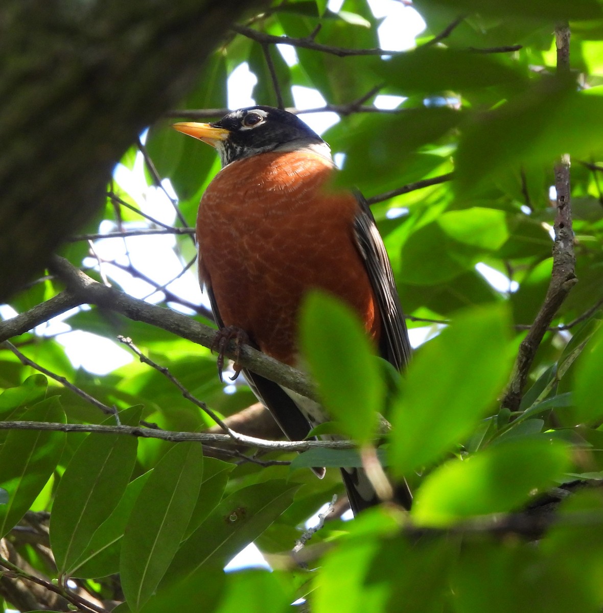 American Robin - ML606835731