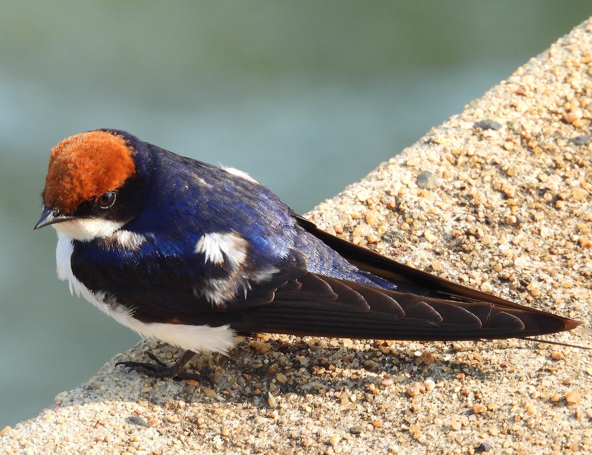 Wire-tailed Swallow - ML606835961