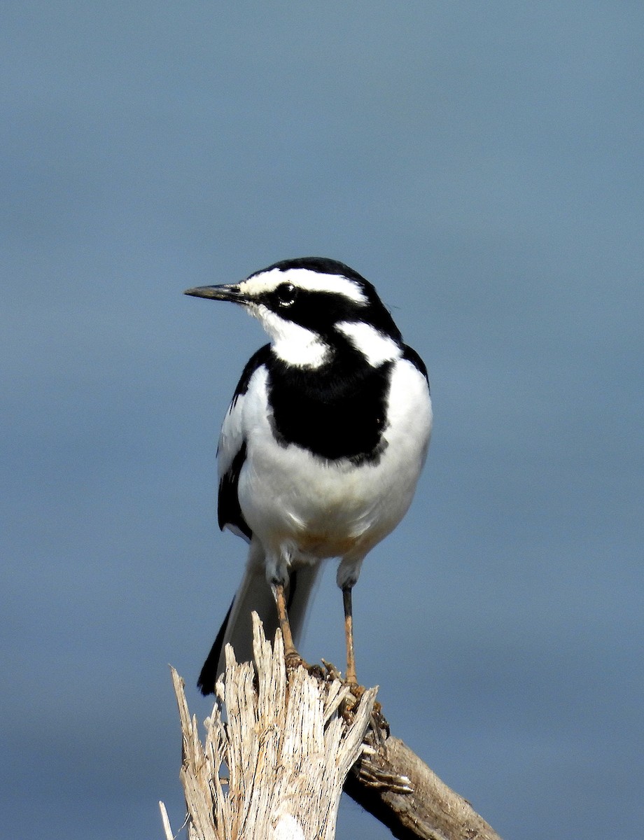 African Pied Wagtail - ML606836011